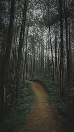 Scenic view of forest