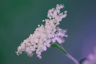 Close-up of pink flowers