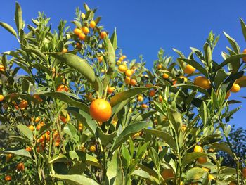 Low angle view of fruits growing on tree against sky