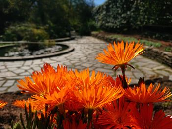 Close-up of orange flowering plant