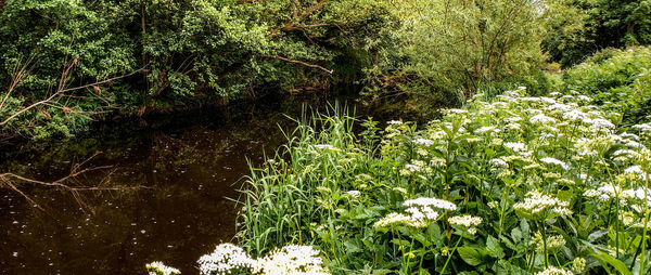 Scenic view of lake in forest