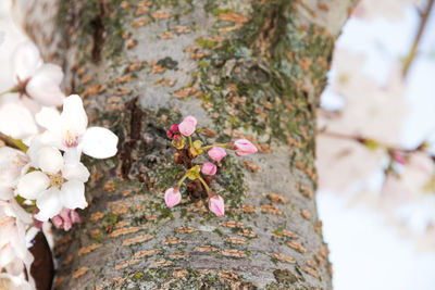 Close-up of pink cherry blossom tree