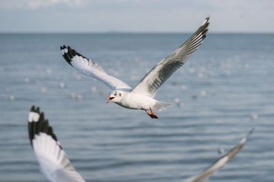 Seagulls flying over sea