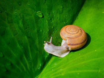 Close-up of snail on leaf
