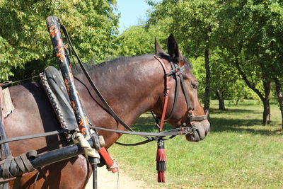 Photo harnessed horse.