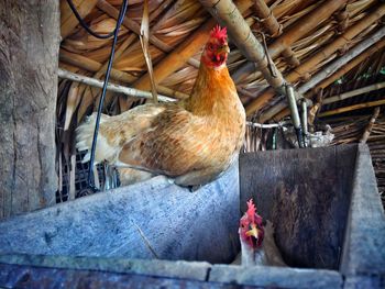 Close-up of rooster in cage