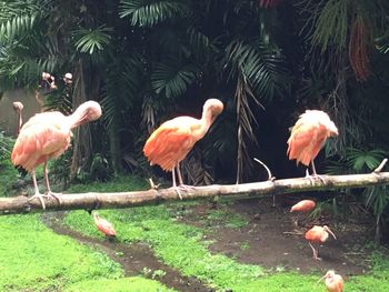 View of birds on land