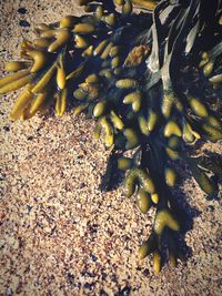 High angle view of pebbles on beach