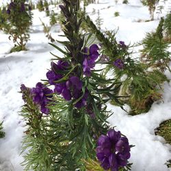 Close-up of purple flowers