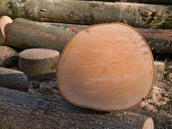 Close-up of logs in forest