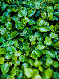 Full frame shot of plants