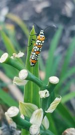 Close-up of butterfly pollinating on plant