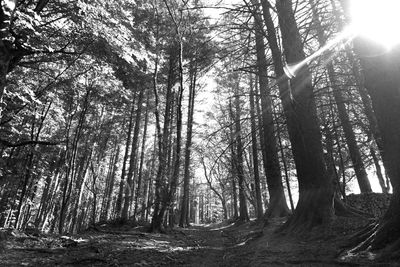 Sunlight streaming through trees in forest