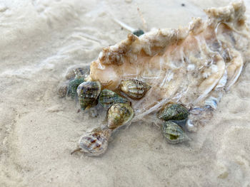 Close-up of crab on beach