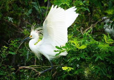 Close-up of white bird