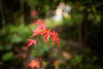 Close-up of red maple leaves