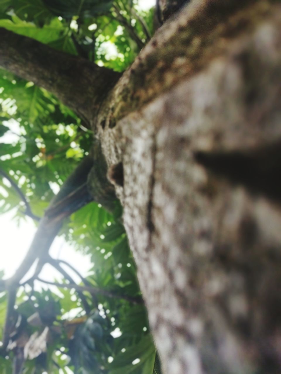 tree, plant, nature, tree trunk, trunk, no people, low angle view, wildlife, branch, day, leaf, outdoors, close-up, animal themes, selective focus, plant part, growth, animal, animal wildlife, one animal, green, flower, focus on foreground, forest