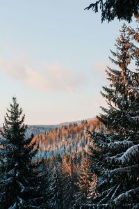 Pine trees on snow covered land against sky