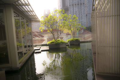 Reflection of trees in water