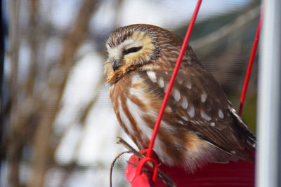 Close-up of bird perching on red outdoors