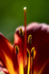 Close-up of flower against blurred background