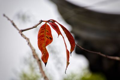 Close-up of red leaves on branch