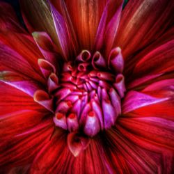 Macro shot of pink flower