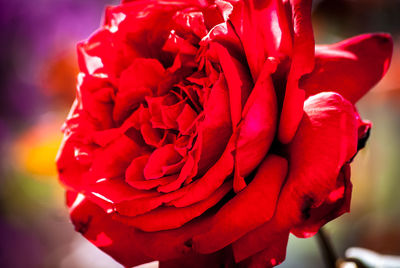 Close-up of red rose