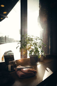 Close-up of potted plant on table at home