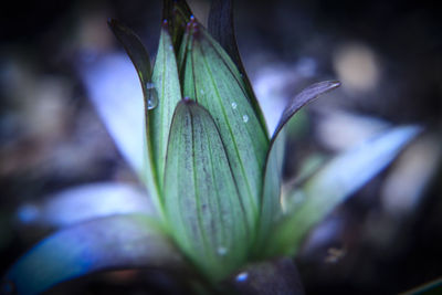 Close-up of wet plant