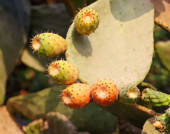 Close-up of prickly pear cactus