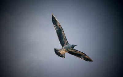 Flaying gull 