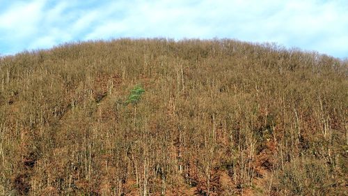 Scenic view of land against sky