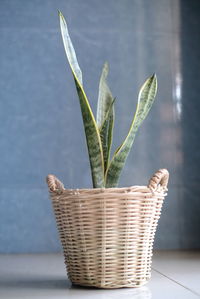 Close-up of potted plant in basket against wall