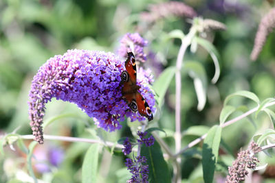 Close-up of butterfly on purple flowers