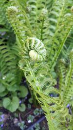 Close-up of ferns growing outdoors
