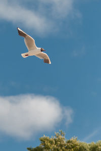 Low angle view of seagull flying in sky