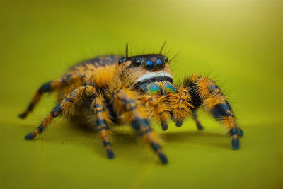 Close-up of spider