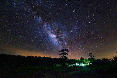 Trees against star field at night