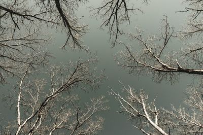 Bare trees against sky