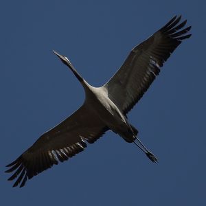 Low angle view of bird flying against clear sky