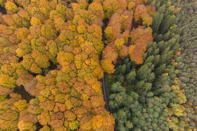 High angle view of autumn trees in forest