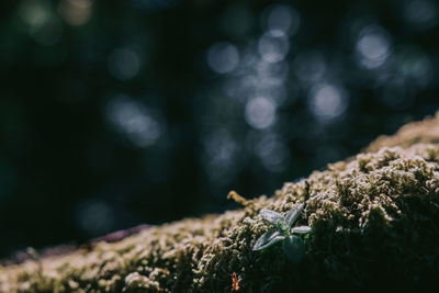 Close-up of mushroom growing on tree trunk