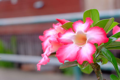 Close-up of pink cherry blossom