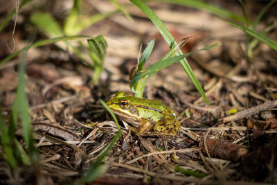 A small pond frog sits on the ground between blades of grass