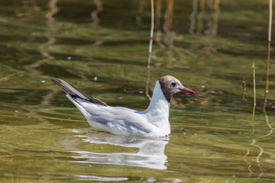 Duck swimming in lake