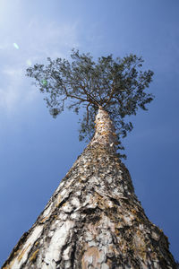 Low angle view of tree against sky