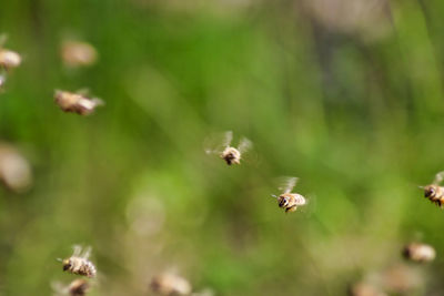 Close-up of bee pollinating flower