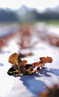 Close-up of leaves on snow covered land