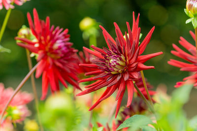 Close-up of red flowering plant